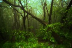 神秘原始森林神秘的原始森林树木高清图片