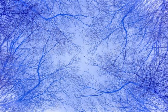蓝色树枝天空壁纸背景