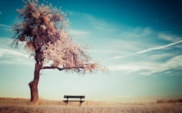 蓝天白云孤独的桃花树背景