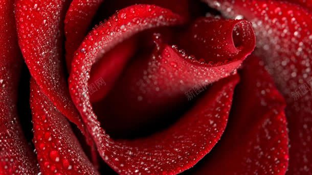 带水珠的红色玫瑰花背景
