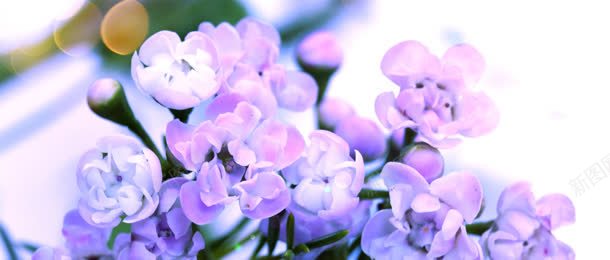 唯美的紫色花朵海报jpg设计背景_新图网 https://ixintu.com 光束 唯美 宝石 戒指 珠宝 珠宝海报 色 色彩 花朵 钻石