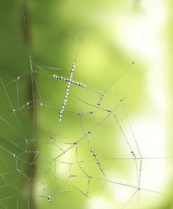 蜘蛛网油画图片蜘蛛网油画高清图片