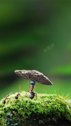 奋斗的蚂蚁蚂蚁精神强大努力奋斗拼搏企业H5背景高清图片