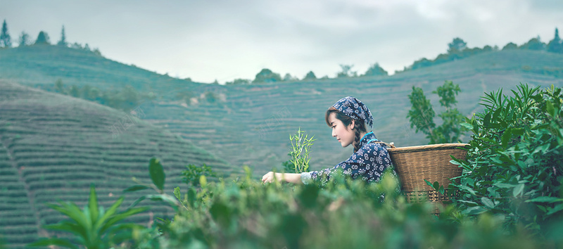 小清新采茶女背景banner背景