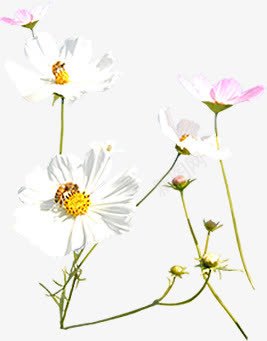 白色粉色鲜花首页装修png免抠素材_新图网 https://ixintu.com 白色 粉色 装修 鲜花