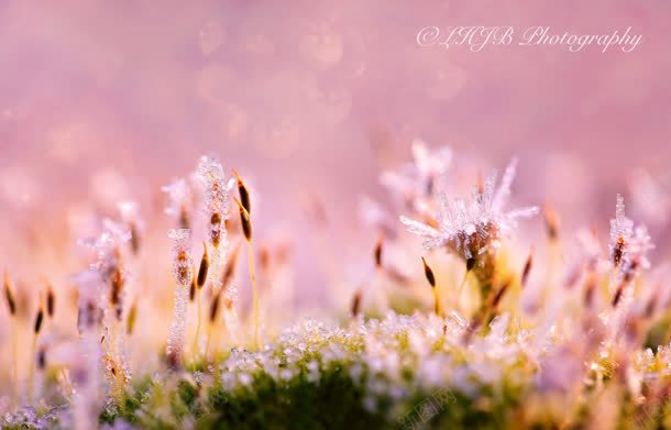 粉红色的花蕾底纹jpg设计背景_新图网 https://ixintu.com 底纹 粉红色 花蕾