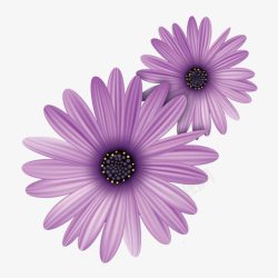 手绘紫色的菊花素材