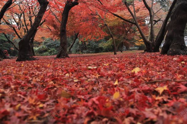 红色枫叶小道海报jpg设计背景_新图网 https://ixintu.com 小道 枫叶 海报 红色