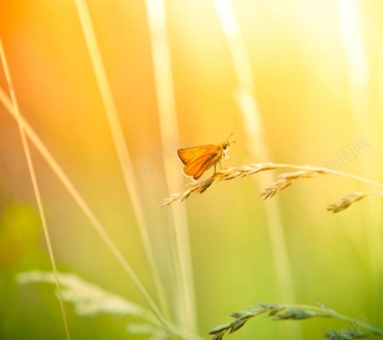 阳光下的小草蝴蝶背景