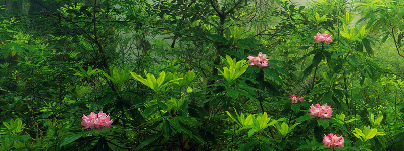 森林和花背景