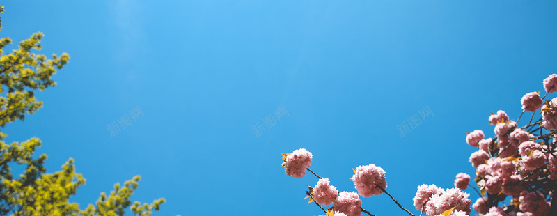 春日樱花背景图jpg_新图网 https://ixintu.com 天空 摄影 春天 晴朗 樱花 海报banner 粉色 蓝色 风景