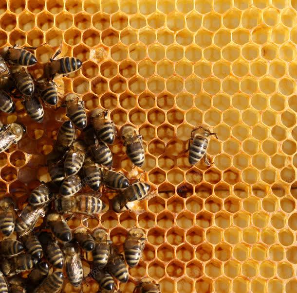 蜂窝上的蜜蜂jpg设计背景_新图网 https://ixintu.com 图片素材 底纹背景 昆虫 昆虫世界 背景花边 蜂巢 蜂窝 蜂窝上的蜜蜂 蜂窝上的蜜蜂图片 蜂窝上的蜜蜂图片素材下载 蜂蜜 蜜蜂 蜜蜂窝