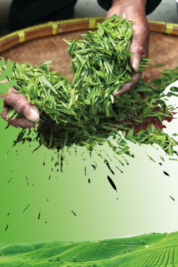 养生毛尖茶绿色简约高山绿茶广告海报背景高清图片