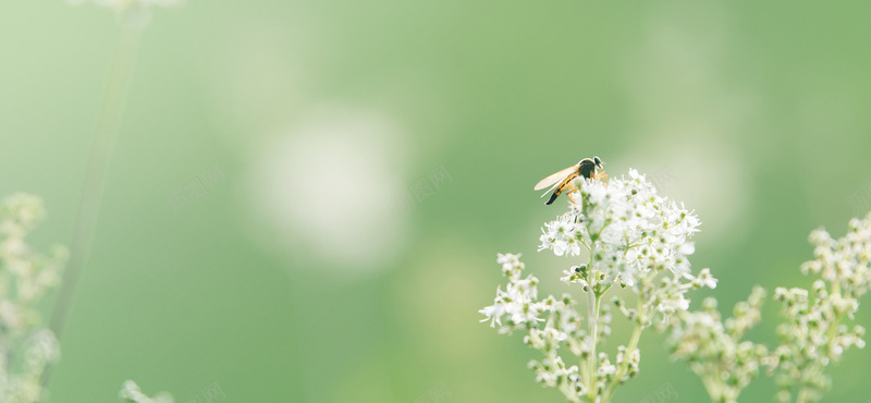 风景摄影蜜蜂落在花枝上jpg_新图网 https://ixintu.com 摄影 植物 海报banner 自然 花 蜜蜂 采蜜 风景