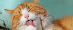 舌头海报猫咪背景高清图片