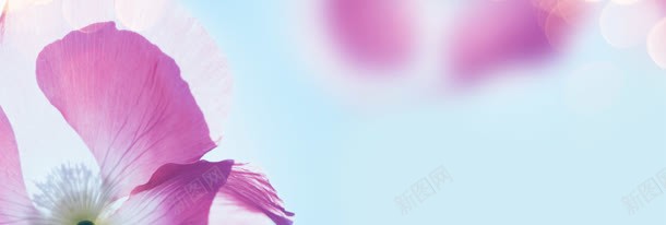 奢华花朵女士包包背景bannerjpg设计背景_新图网 https://ixintu.com banner 包包 唯美 奢华 女士 清新 背景 花朵