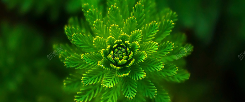 绿色植物jpg_新图网 https://ixintu.com 植物摄影 海报banner 绿色植物 绿色背景