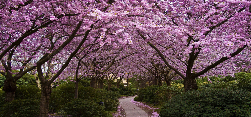 淘宝背景图jpg_新图网 https://ixintu.com 摄影 文艺 樱花树 水彩 海报banner 花海 风景