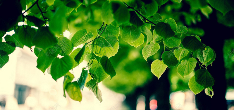 绿色护眼树叶摄影图片