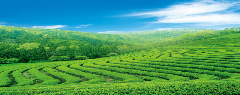 茶山banner背景摄影图片