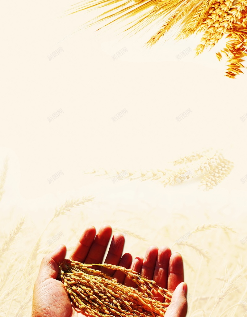 小麦粮食背景psd设计背景_新图网 https://ixintu.com PSD 小麦 平面 广告 捧手 模板 海报 粮食 素材 背景 麦穗