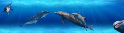 畅游海底在海底畅游的海豚动物高清图片