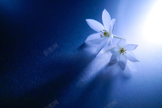 蓝色神秘背景白色小花背景