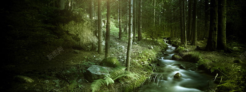 森林流水摄影图片
