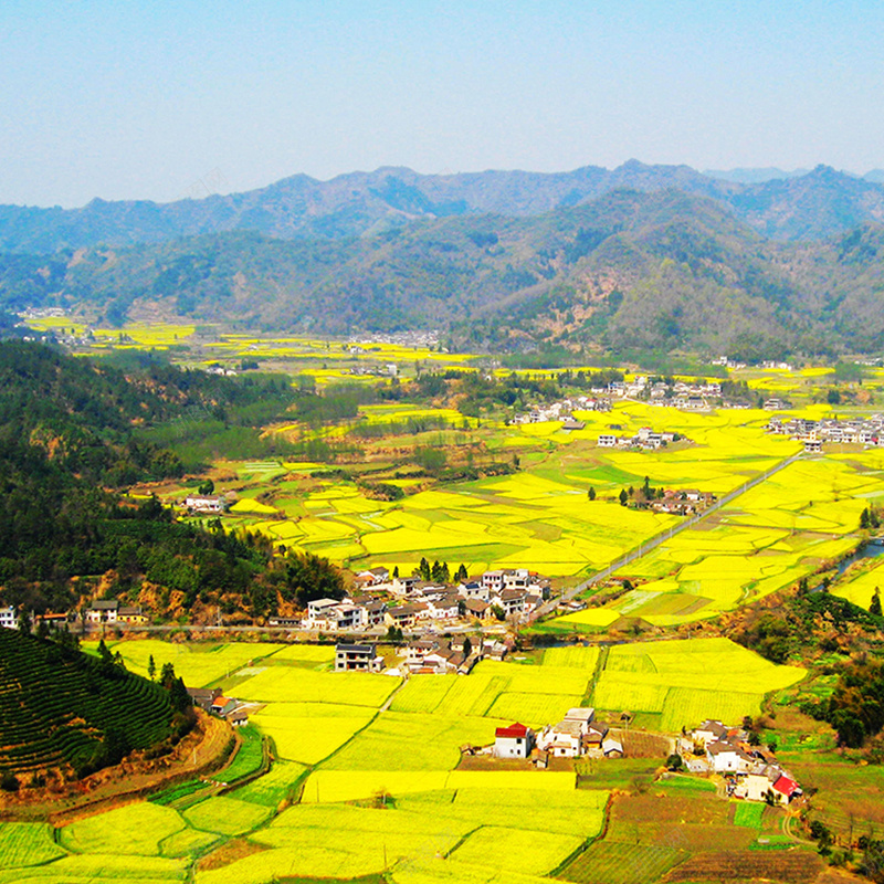 风景模板psd_新图网 https://ixintu.com 主图 摄影 梯田 稻谷 风景