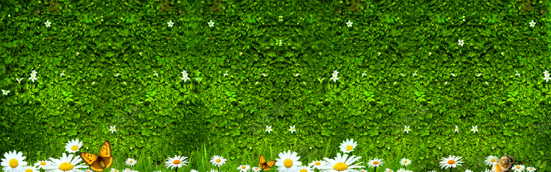 绿叶墙背景摄影图片