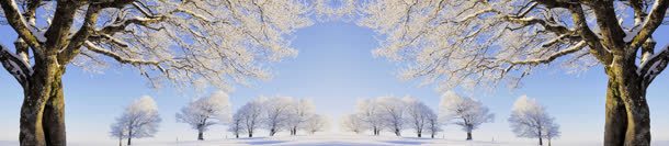 淘宝冬季大树雪景背景bannerjpg设计背景_新图网 https://ixintu.com banner 冬季 大树 淘宝 背景 雪景