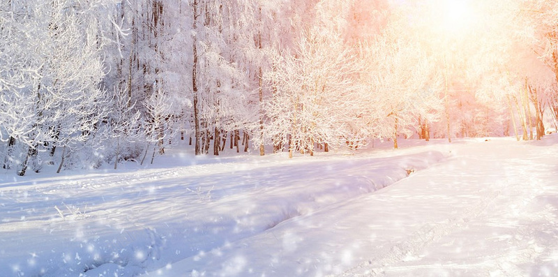 雪松背景jpg_新图网 https://ixintu.com 冬天 大雪 摄影 雪 雪松 风景