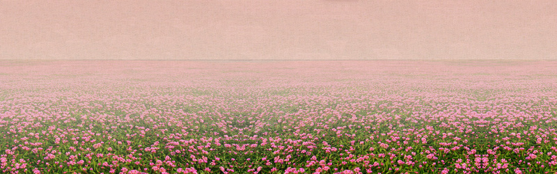 花海花朵海报背景psd设计背景_新图网 https://ixintu.com 摄影 海报banner 海报背景 花朵 花海 风景