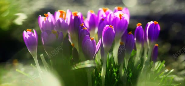 紫色鲜花背景jpg设计背景_新图网 https://ixintu.com 植物 紫色鲜花 自然风光 花朵 鲜花 鲜花背景