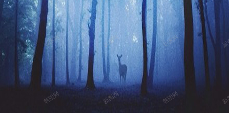 神秘蓝色森林背景图jpg_新图网 https://ixintu.com H5背景图 宁静 幽静 摄影 森林 神秘 蓝色 风景