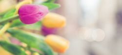 郁金香花朵摄影郁金香花朵背景高清图片