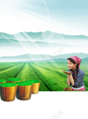 茶时素材蓝天茶叶背景摄影图片