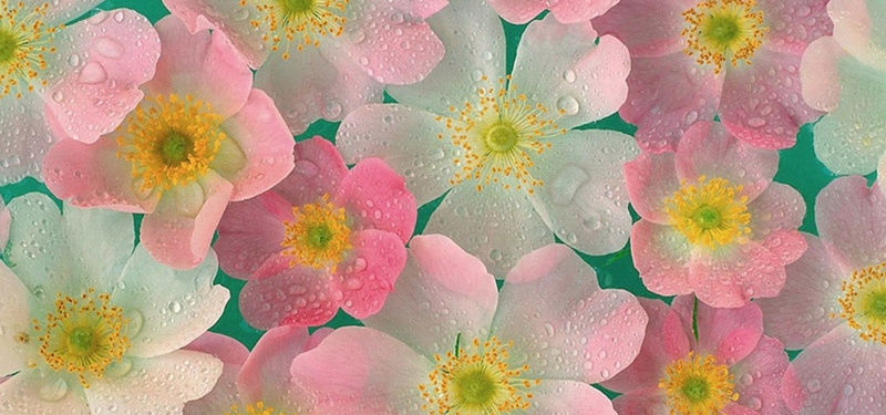 花朵甜美背景jpg设计背景_新图网 https://ixintu.com 海报banner 甜美 节日礼物 花朵 补水肌肤 鲜艳