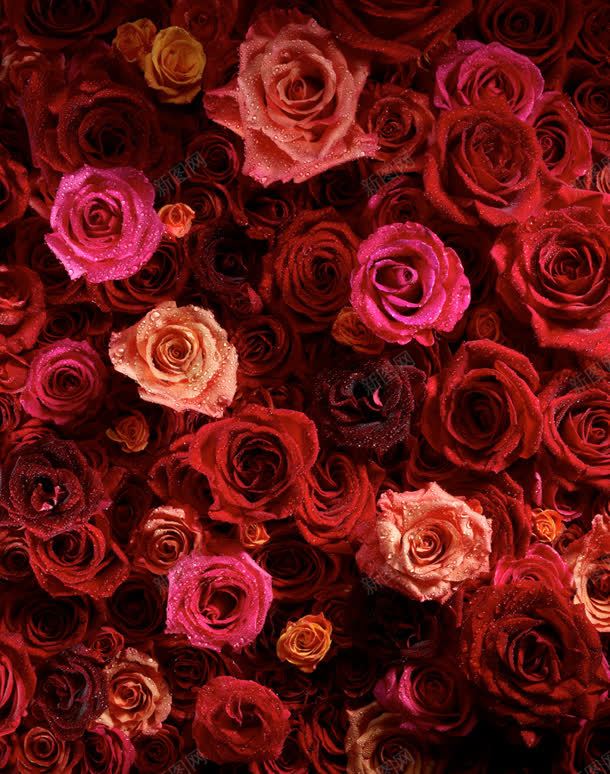 红色玫瑰花红玫瑰花朵植物jpg设计背景_新图网 https://ixintu.com 植物 玫瑰 红色 花朵 花红