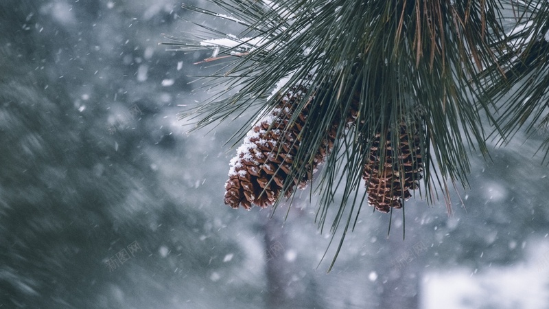 冬季雪松植物jpg设计背景_新图网 https://ixintu.com 冬季雪松 冬季风光 植物 雪中
