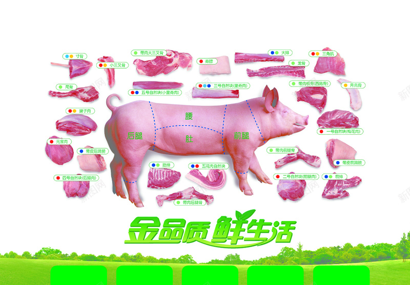 猪肉结构鲜肉海报背景psd设计背景_新图网 https://ixintu.com 分割图 猪肉 猪肉分类 结构 背景 鲜肉