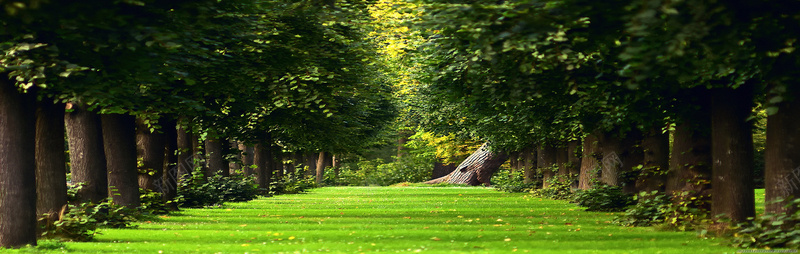 绿色草地森林大树摄影图片