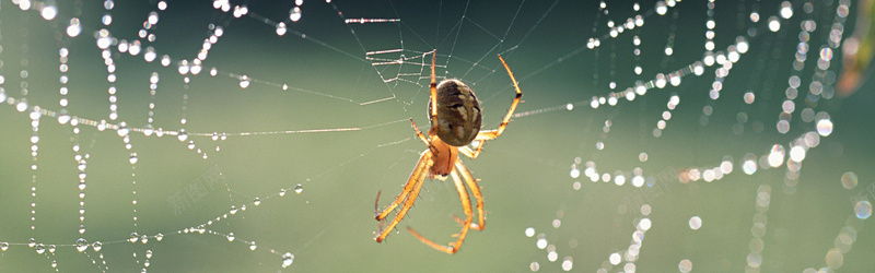 露珠蜘蛛织网摄影背景摄影图片