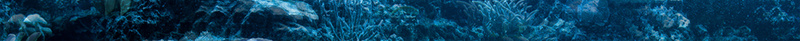蓝天白云风景海水海面鱼类动物背景psd设计背景_新图网 https://ixintu.com 动物 海水 海面 白云 素材 背景 蓝天 风景 鱼类