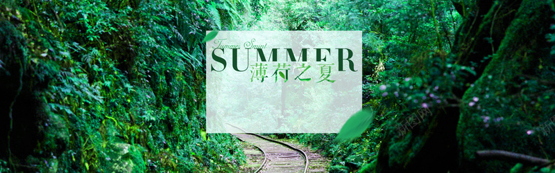 清凉一夏psd设计背景_新图网 https://ixintu.com 夏日背景 女装banner 植物 海报banner 深林 清凉一夏 绿色 薄荷之夏