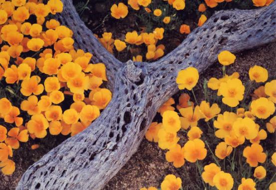 创意黄色花朵木头创意摄影摄影图片