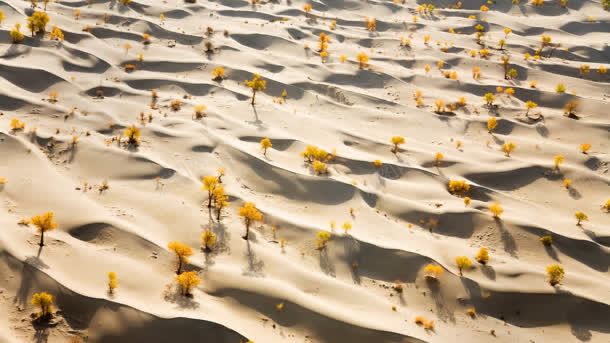 阳光下的沙漠小黄花背景