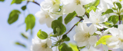 白色的大叶海棠白色海棠花高清图片