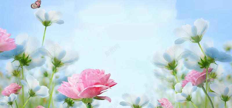 花卉背景图jpg_新图网 https://ixintu.com 摄影 植物 海报banner 花丛 花卉 蓝色 风景