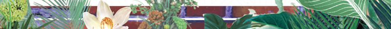 夏季清新海报背景psd设计背景_新图网 https://ixintu.com 叶子 夏天促销海报 夏至 新店开业 树叶 植物 立夏 绿色背景 试营业 饮料